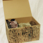 箱猫(まだらねこ)